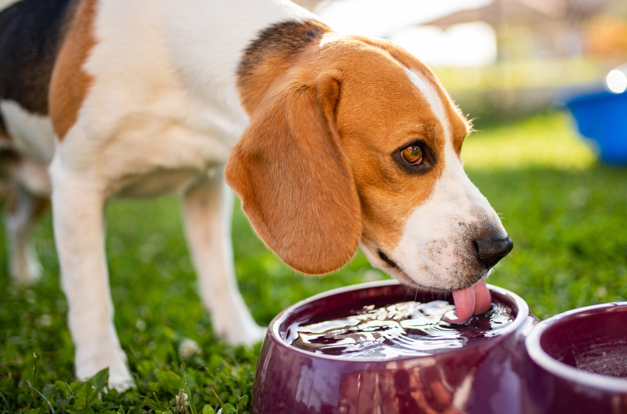 Is Your Pet Drinking Too Much Water? Signs of Diabetes in Dogs and Cats