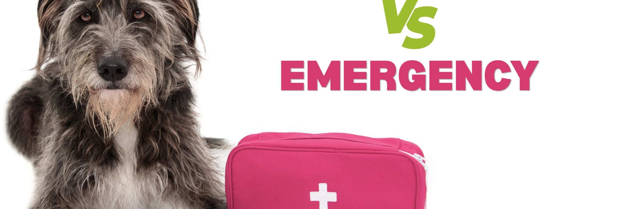 Urgent Care vs. Emergency Care: Which Does Your Pet Need?