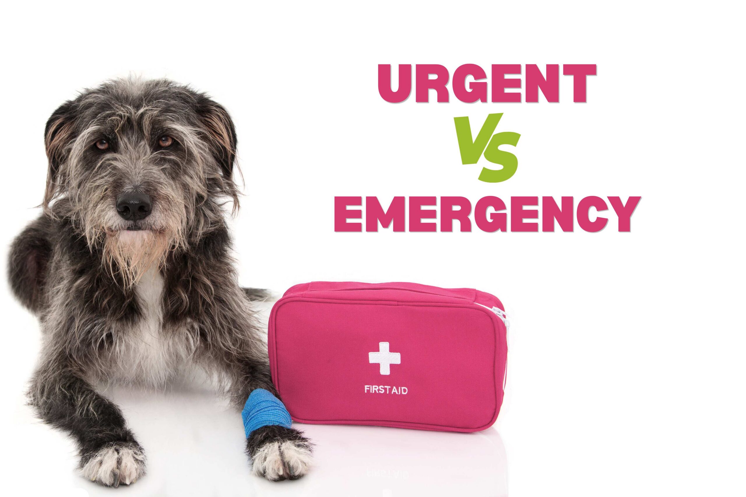 Urgent Care vs. Emergency Care: Which Does Your Pet Need?