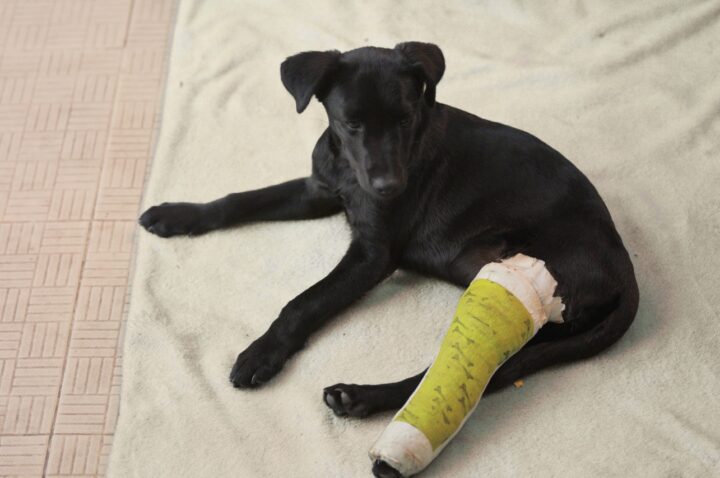 What to Expect After TPLO Surgery