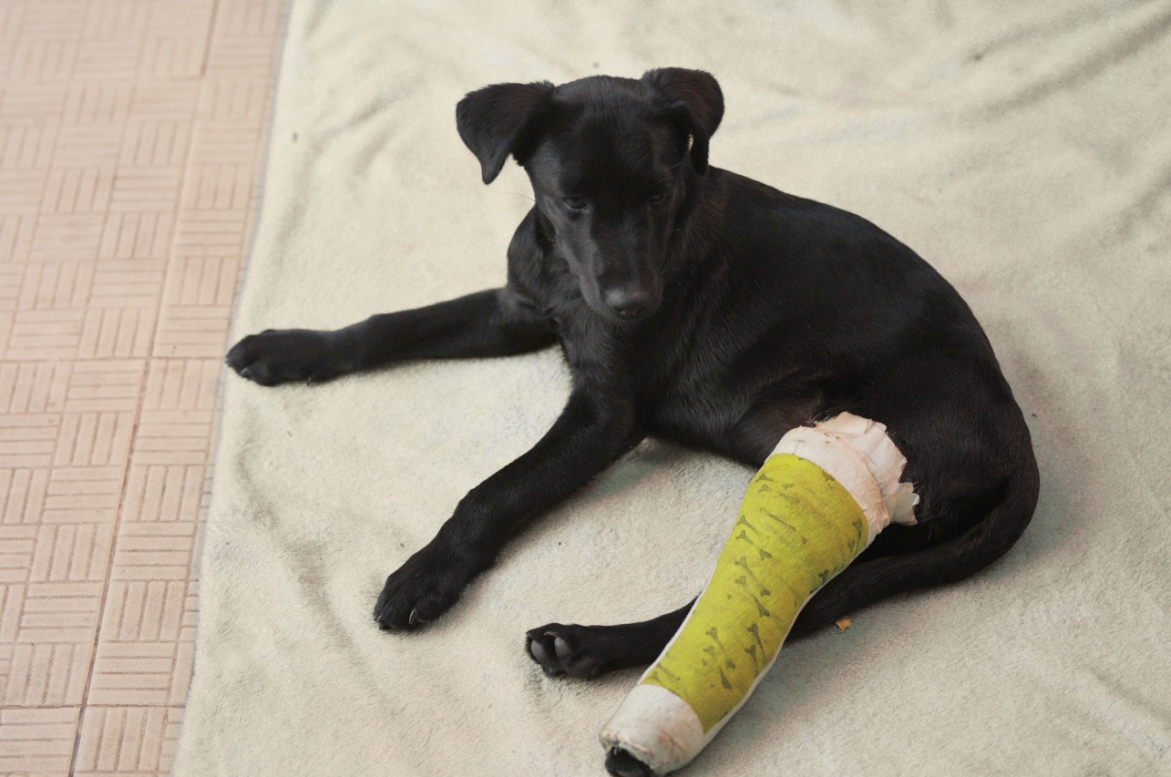 What to Expect After TPLO Surgery