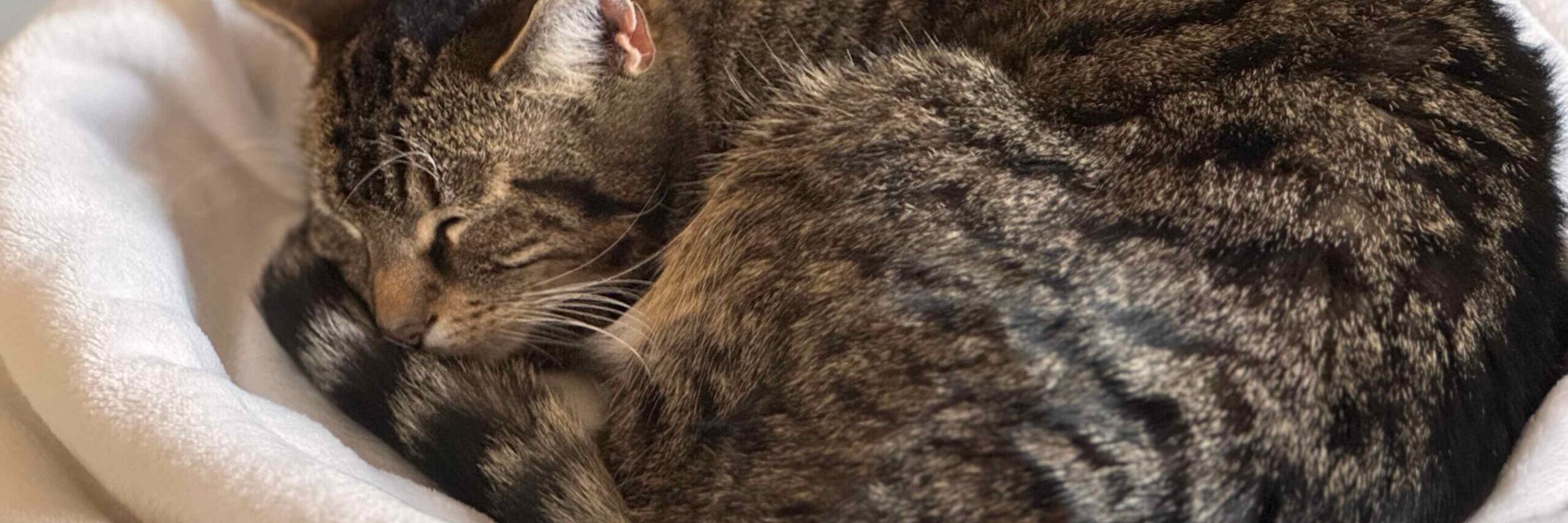 Why Is My Pet So Tired? When Lethargy in Dogs and Cats Means Something Serious