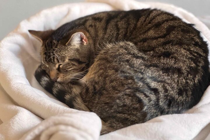Why Is My Pet So Tired? When Lethargy in Dogs and Cats Means Something Serious