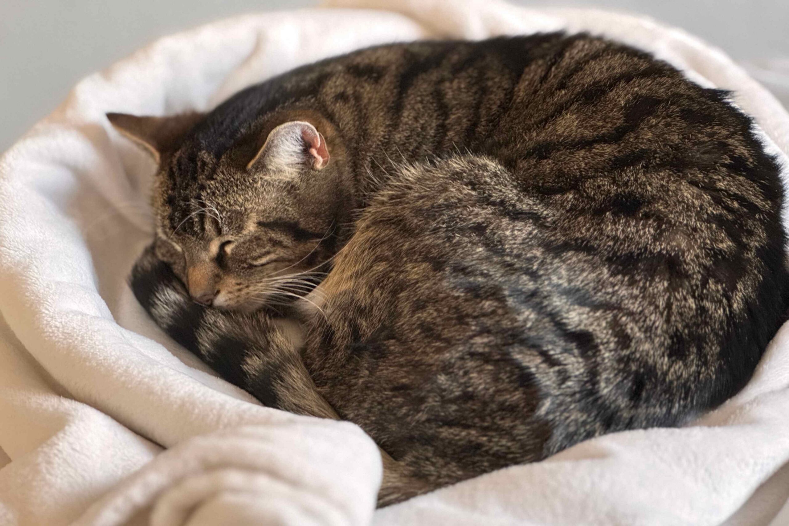 Why Is My Pet So Tired? When Lethargy in Dogs and Cats Means Something Serious
