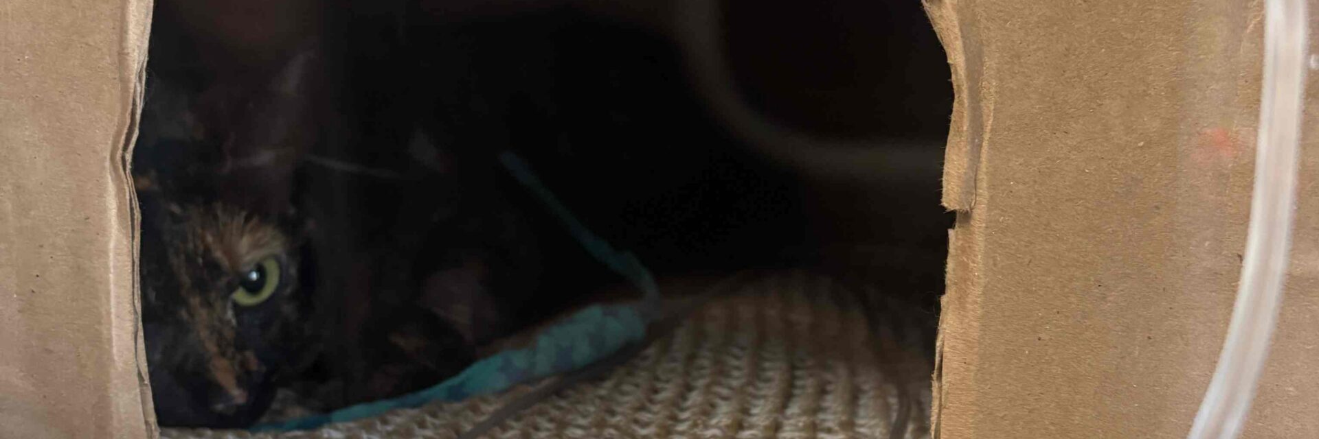 A cat is being treated for pet poisoning