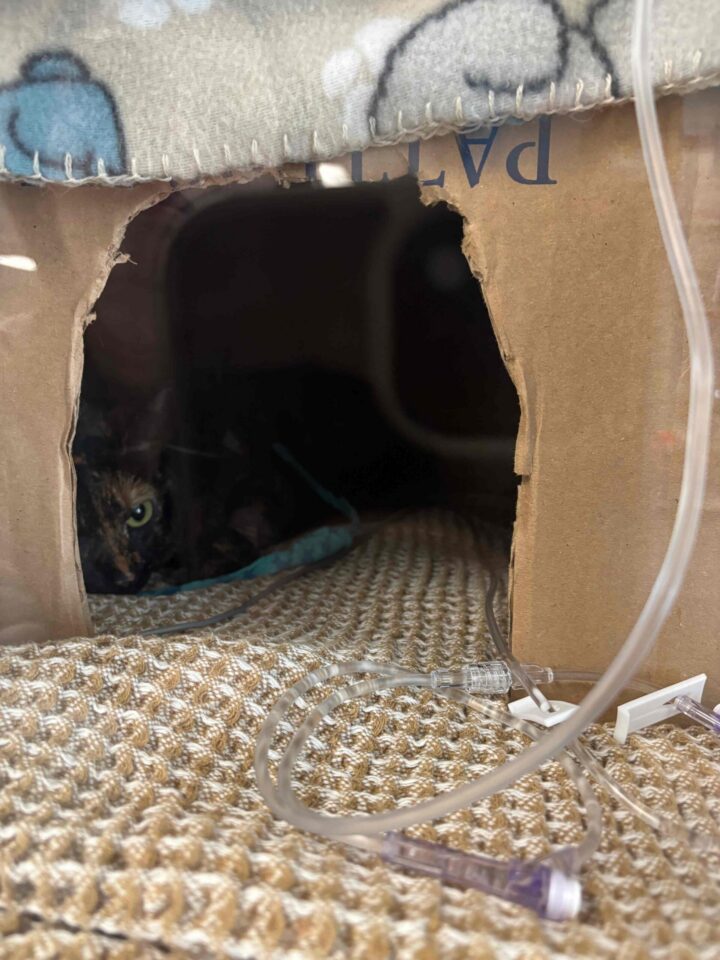 A cat is being treated for pet poisoning