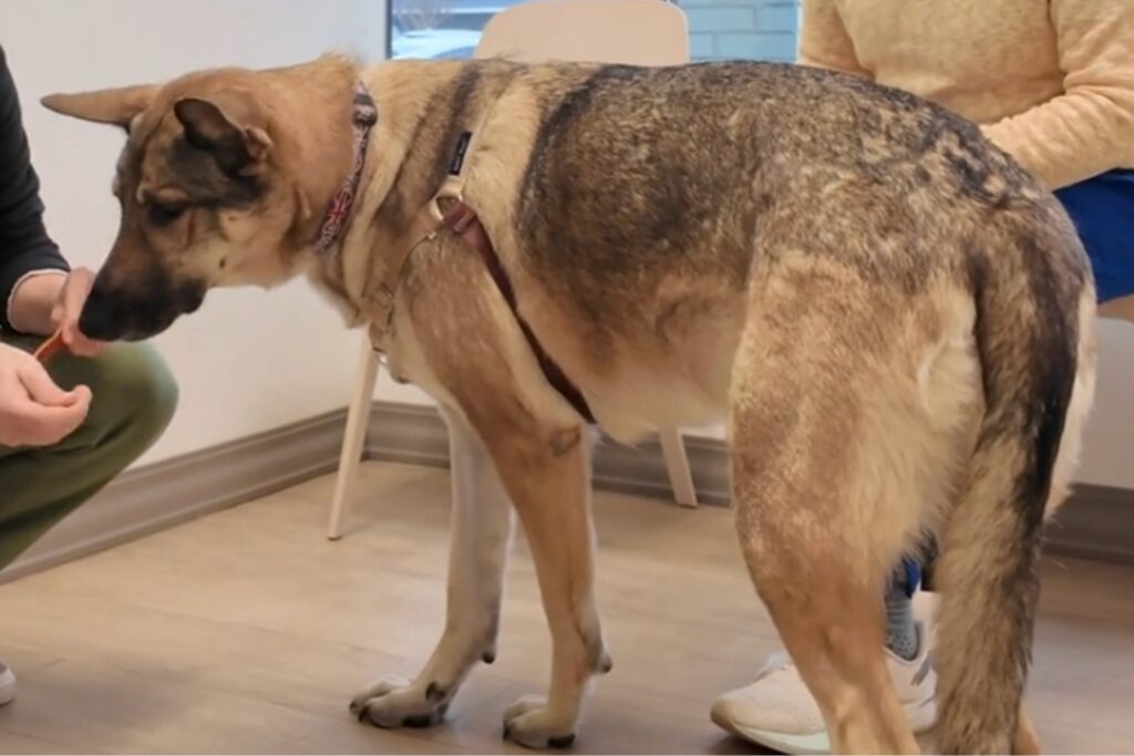 GDV (bloat) in dogs: a deep-chested dog’s most dangerous emergency