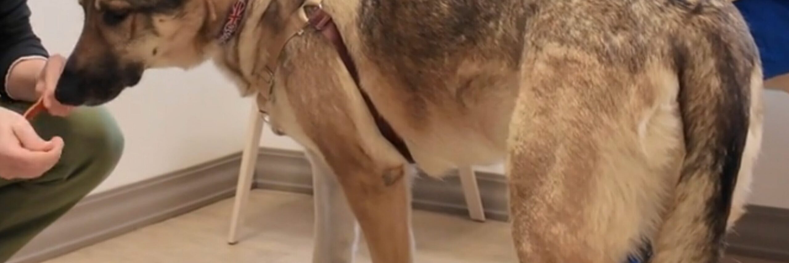 GDV (bloat) in dogs: a deep-chested dog’s most dangerous emergency