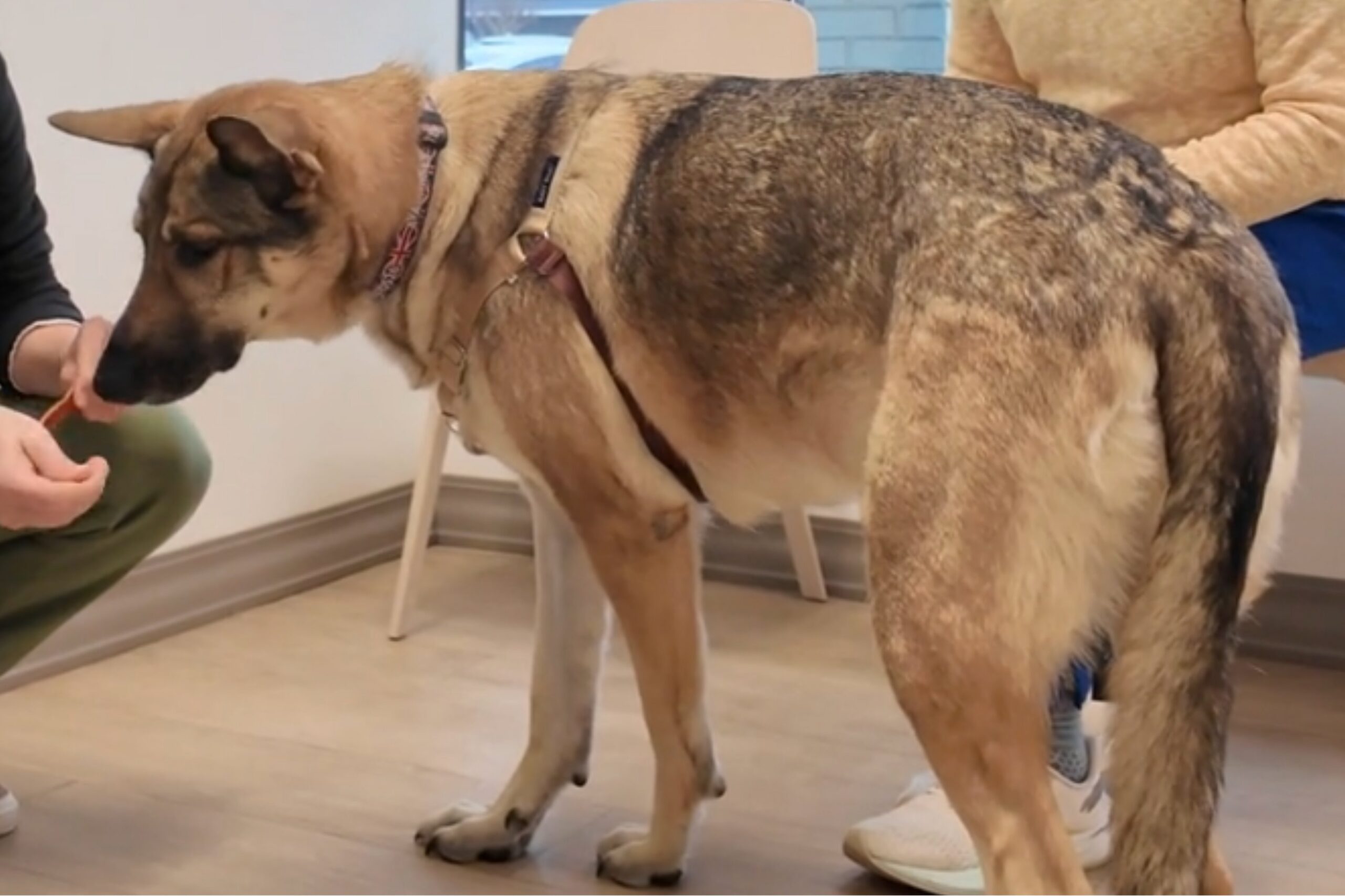 GDV (bloat) in dogs: a deep-chested dog’s most dangerous emergency