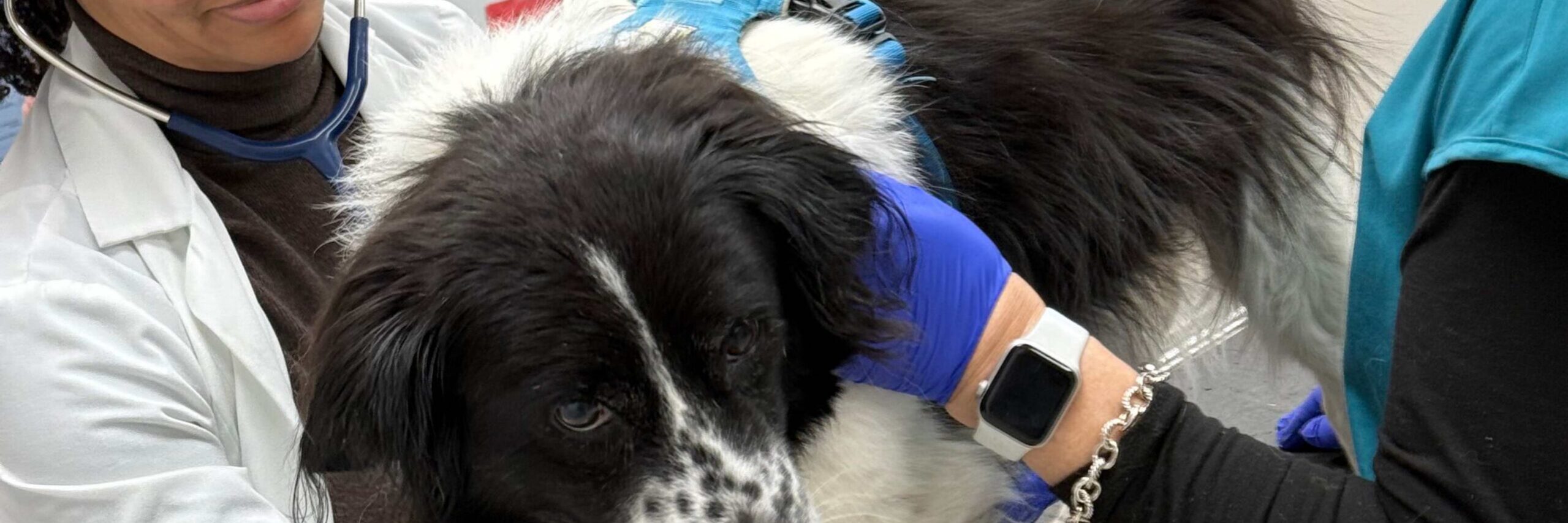 Summer pet safety tips for Atlanta pet owners: heat, parks, BBQs, and what we see in the ER every week