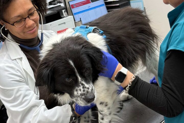 Summer pet safety tips for Atlanta pet owners: heat, parks, BBQs, and what we see in the ER every week