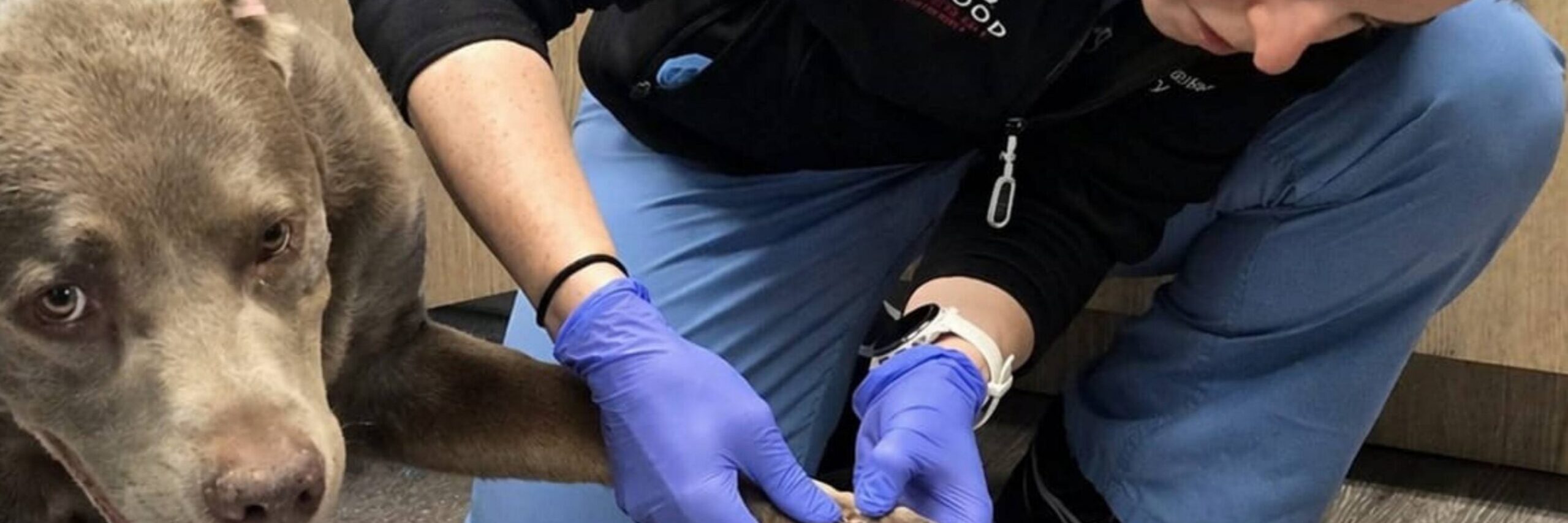 Pet trauma: fractures, wounds, and what to do first