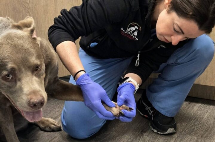 Pet trauma: fractures, wounds, and what to do first