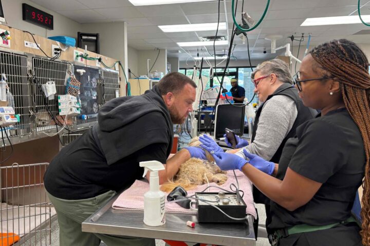 When to bring your pet to the emergency clinic: a guide for Atlanta pet owners.