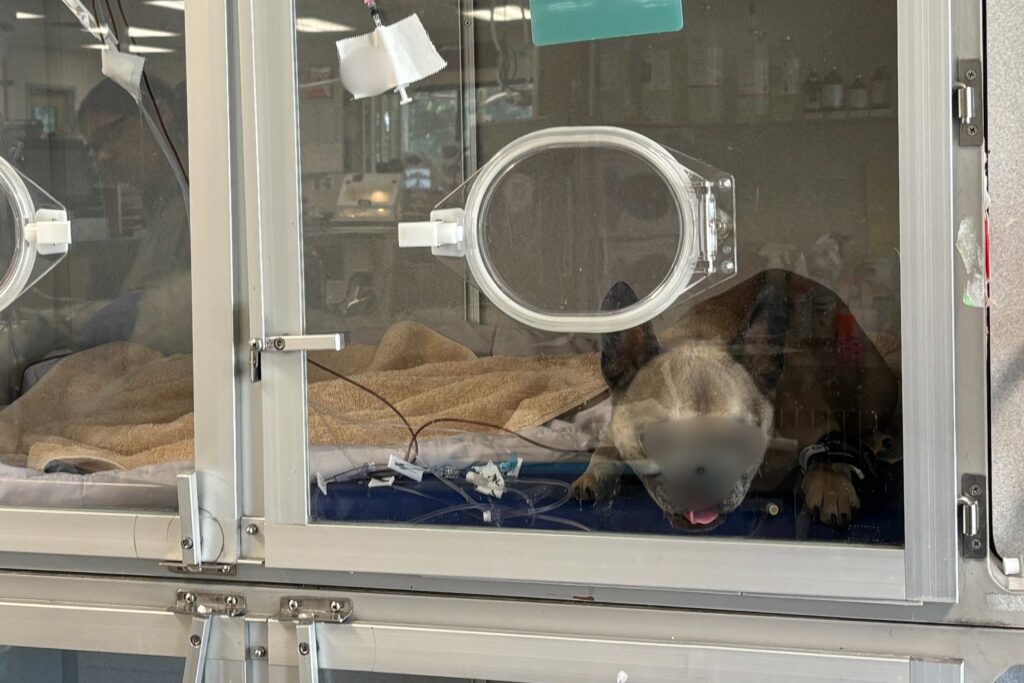 Respiratory distress: when your pet can’t catch their breath.