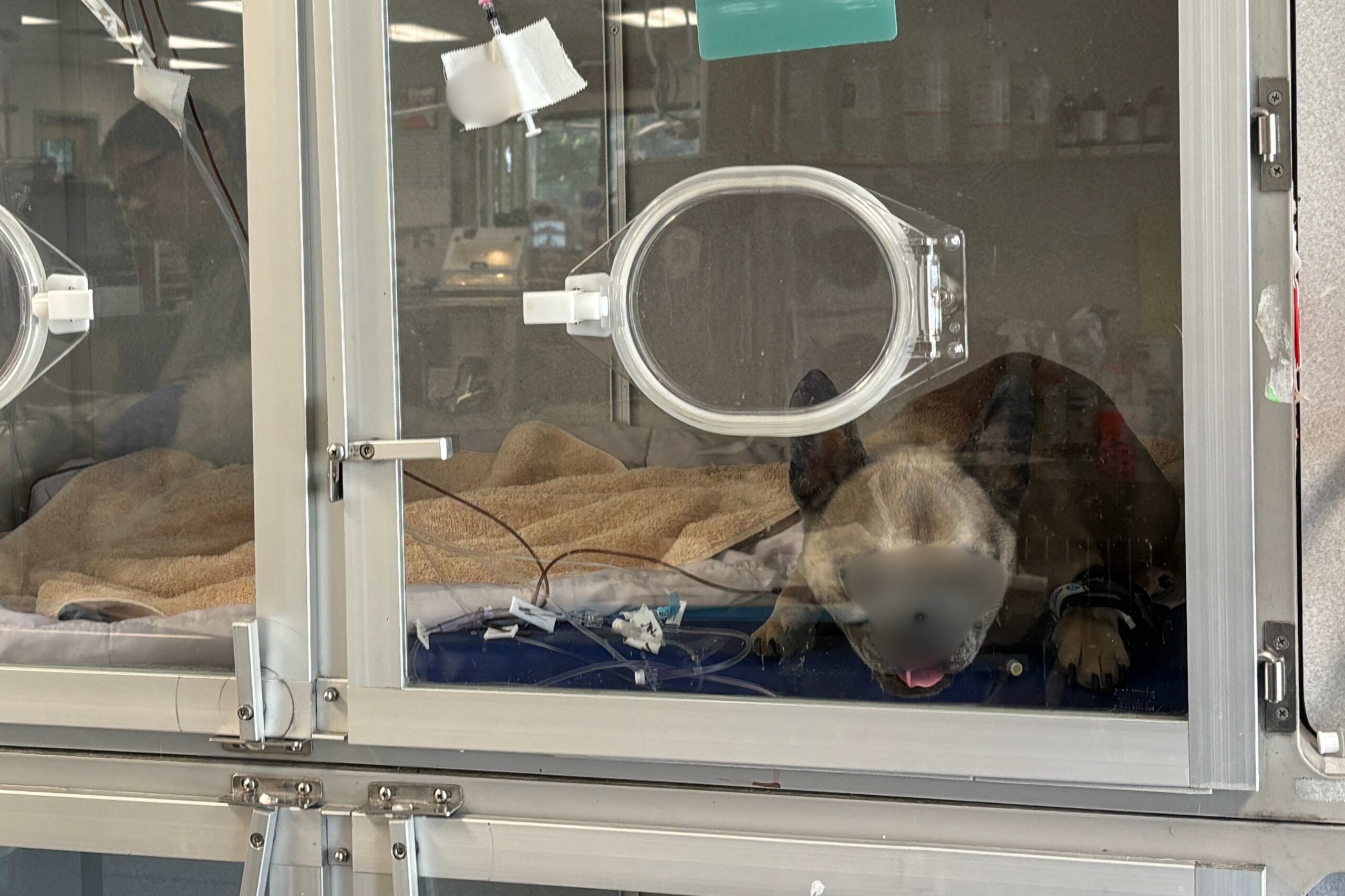 Respiratory distress: when your pet can’t catch their breath.