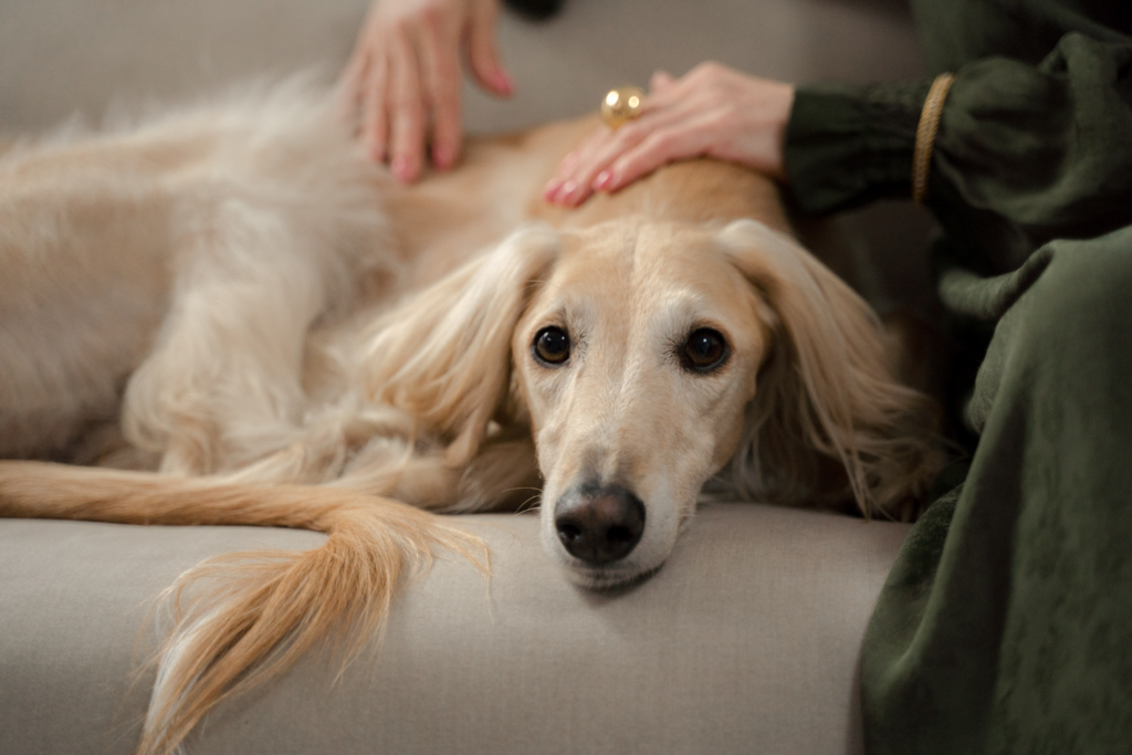 Canine Lymphoma Canine Lymphoma