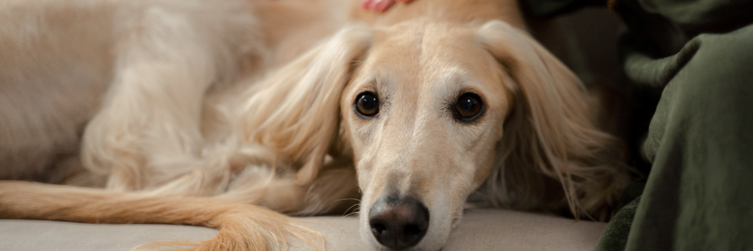 Canine Lymphoma Canine Lymphoma