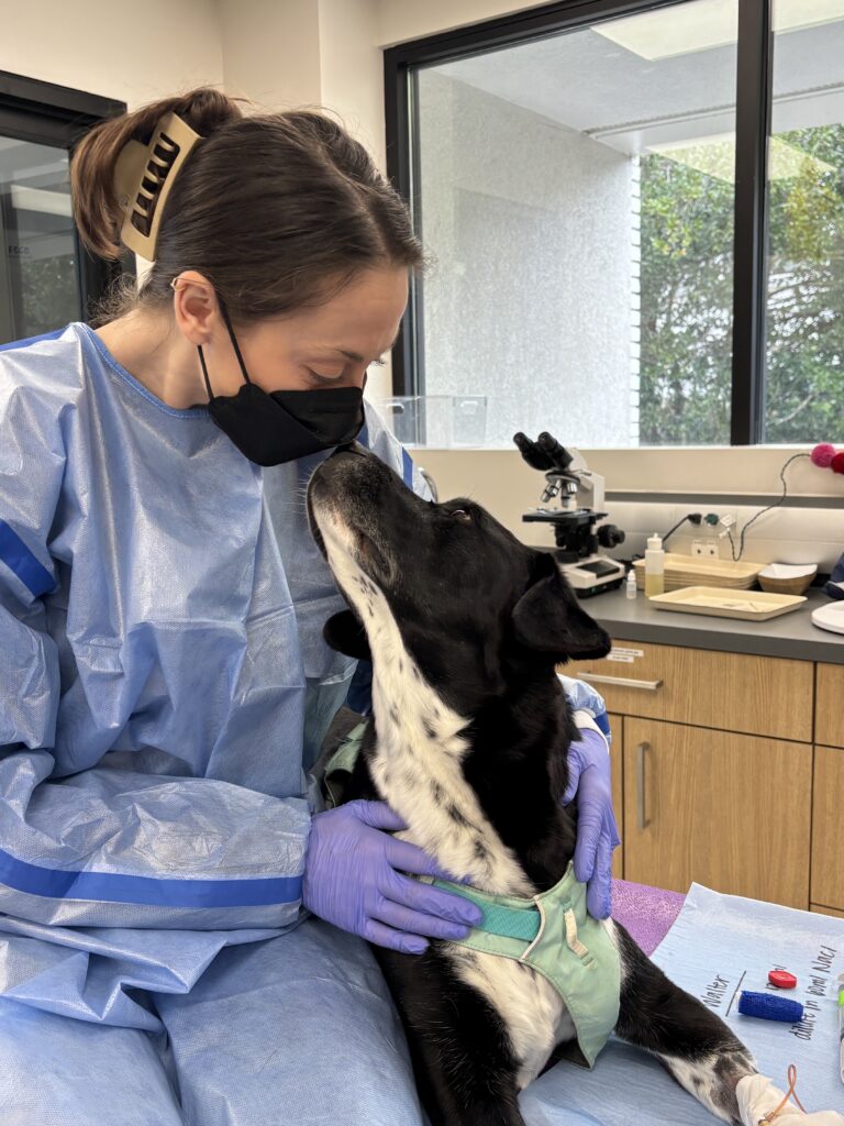 Chemotherapy in Pets Chemotherapy in Pets