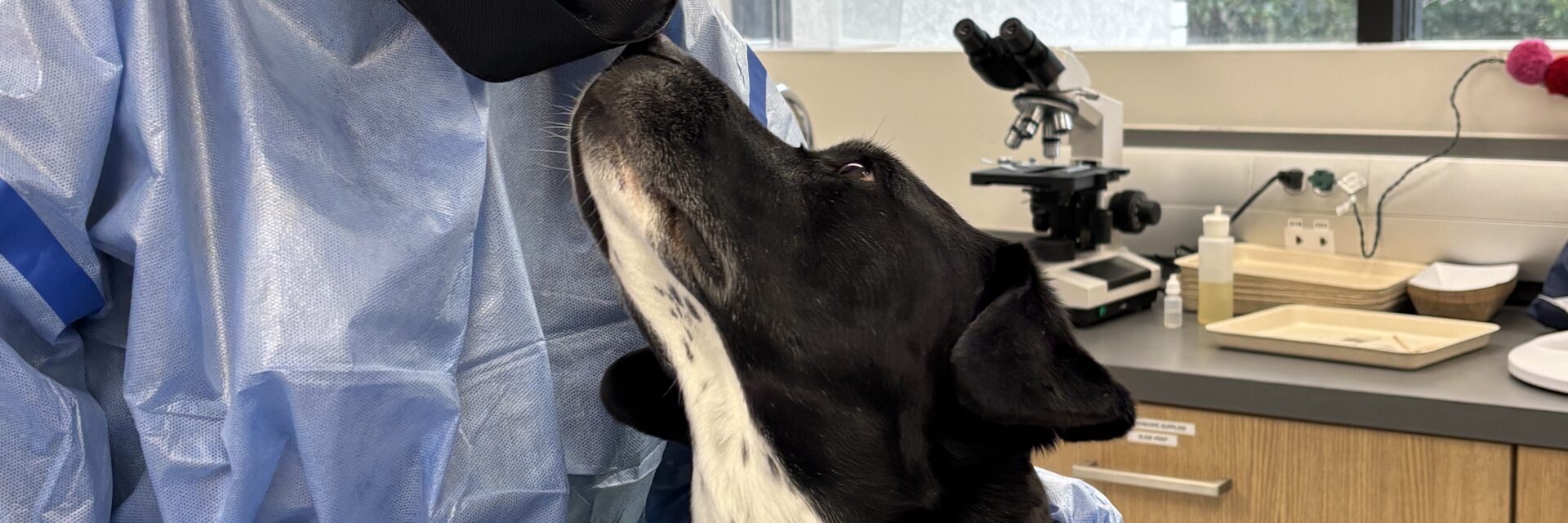 Chemotherapy in Pets Chemotherapy in Pets