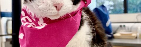 GI Lymphoma in Cats GI Lymphoma in Cats