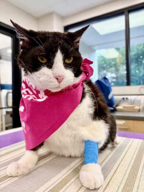 GI Lymphoma in Cats GI Lymphoma in Cats