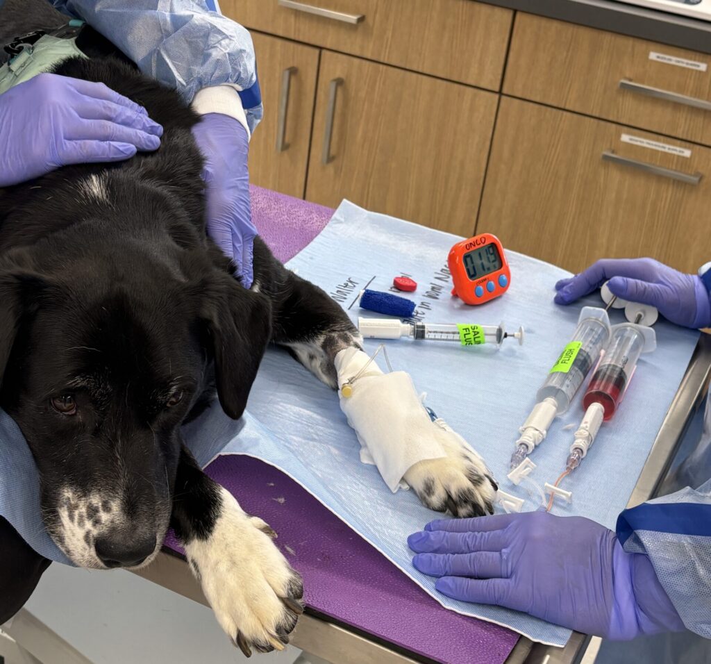 Dog receiving chemotherapy through an IV catheter while the veterinary oncology team gently holds it steady