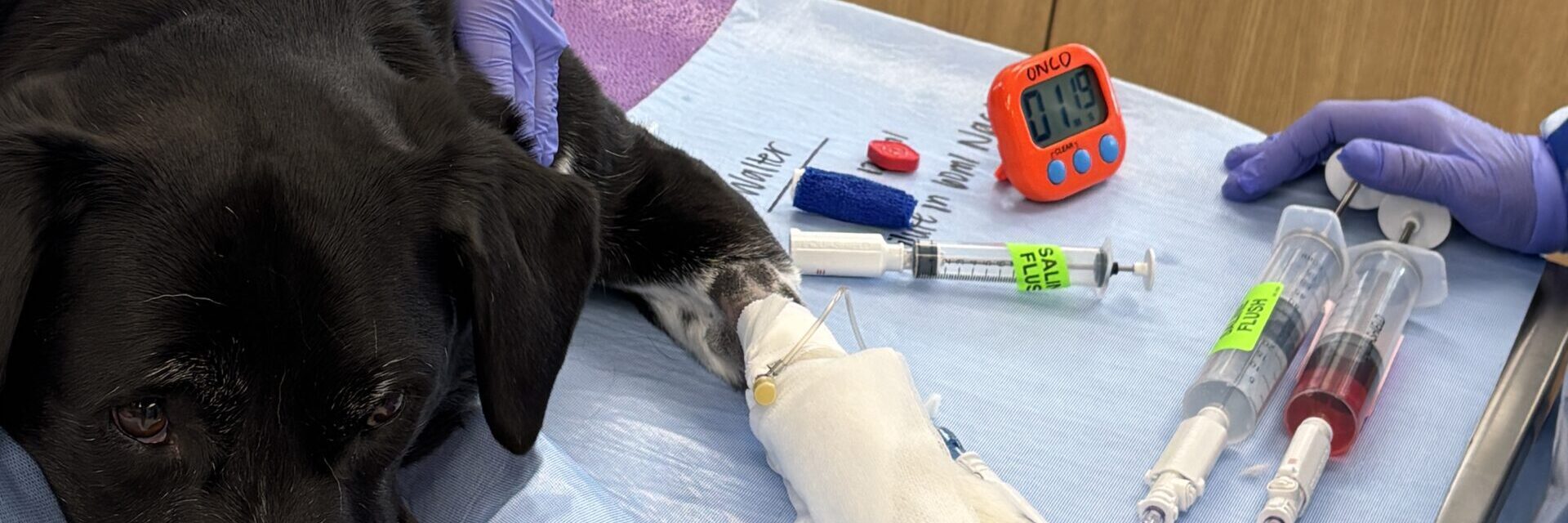 Dog receiving chemotherapy through an IV catheter while the veterinary oncology team gently holds it steady