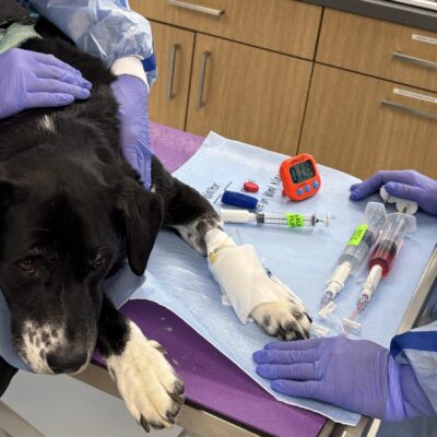Dog receiving chemotherapy through an IV catheter while the veterinary oncology team gently holds it steady