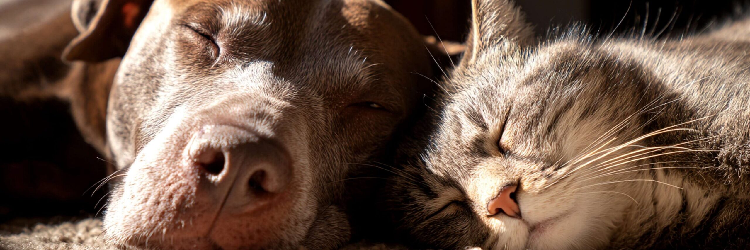 Hemoabdomen in dogs and cats: recognizing internal bleeding before it's too late