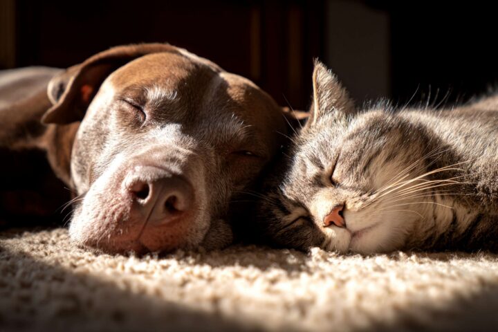 Hemoabdomen in dogs and cats: recognizing internal bleeding before it's too late