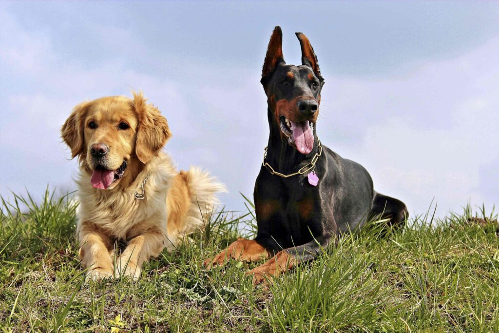 Holter monitors for pets: 24 hours of heart rhythm data, at home