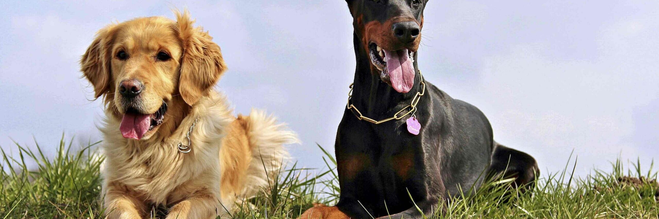 Holter monitors for pets: 24 hours of heart rhythm data, at home