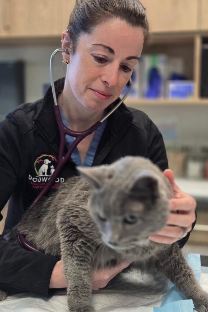 Hypertrophic cardiomyopathy (HCM) in cats: the silent heart disease