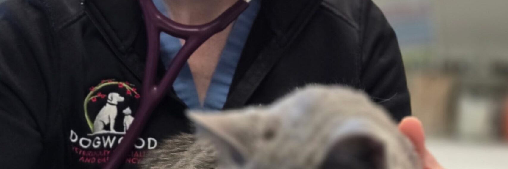 Hypertrophic cardiomyopathy (HCM) in cats: the silent heart disease