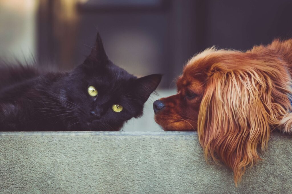 Syncope in dogs and cats: what fainting spells mean