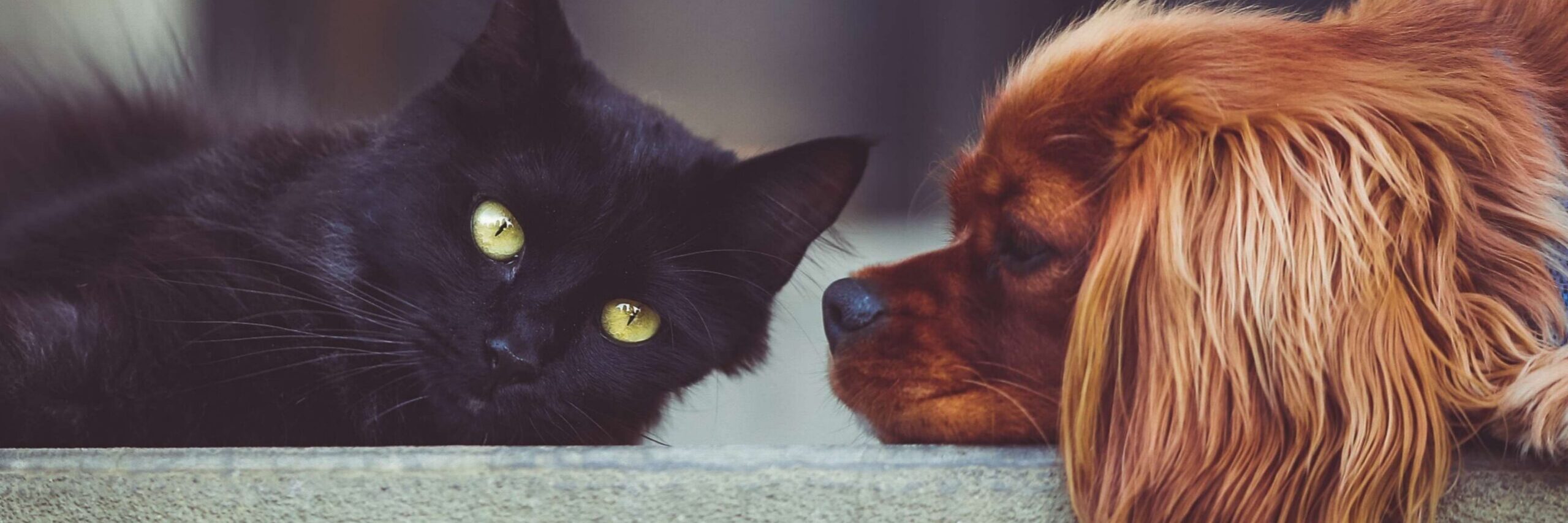 Syncope in dogs and cats: what fainting spells mean